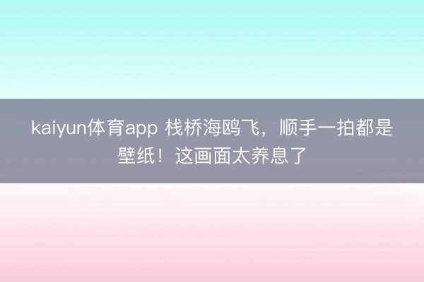 kaiyun体育app 栈桥海鸥飞,顺手一拍都是壁纸!这画面太养息了